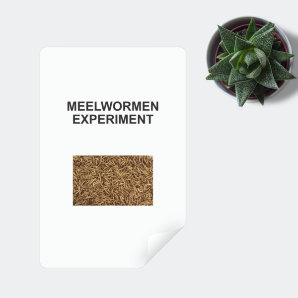 Mockup Bovenbouw - freebie meelwormen experiment
